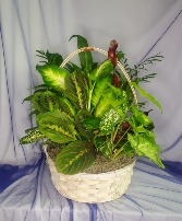 Basket with Mixed Green Plants 