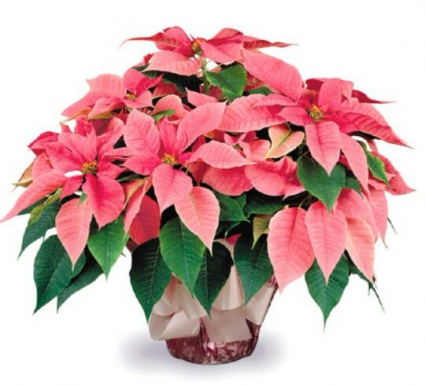 Beautiful Pink Poinsettia Live Plant