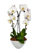 Large bloom white orchid Plant