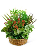 Large Blooming Dish Garden Flower Arrangement