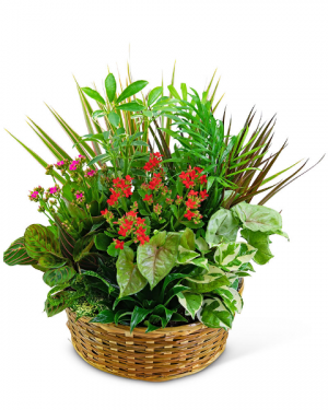 Large Blooming Dish Garden Plant in Du Bois, PA | BRADY STREET FLORIST Large Blooming Dish Garden Plant in Du Bois, PA | BRADY STREET FLORIST