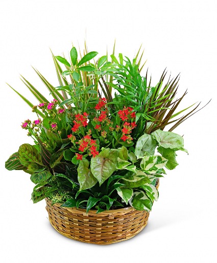 Large Blooming Dish Garden Plant