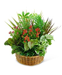 Large Blooming Dish Garden Plant