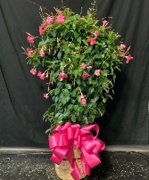 Large Blooming Mandevilla Plant Blooming Plant