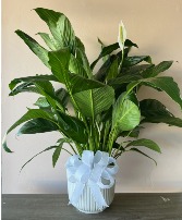 Large Blooming Peace Lily Ceramic Pot 