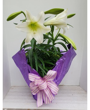 Large Blooming Potted Easter Lily