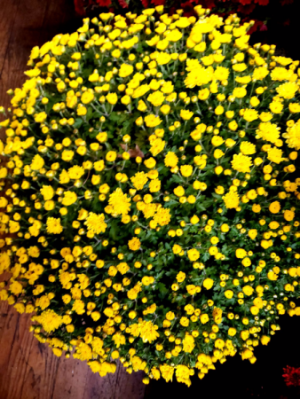 Large Blooming Yellow Mum  Plant