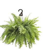 Large Boston Fern Hanging Plant