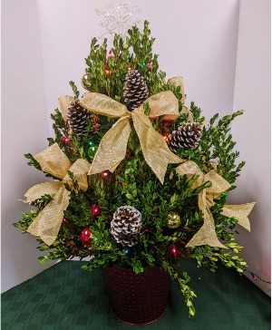 Large boxwood tree with colored lights decorated a Large Boxwood Tree -  NFS-C24