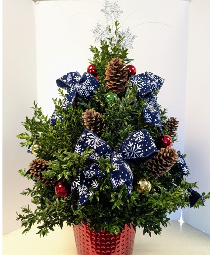 SOLD  Large boxwood tree with clear lights NFS-C24