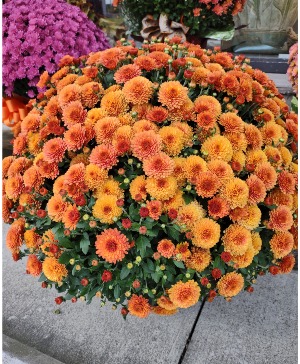 Large Butterscotch Mum Potted Blooming Plant