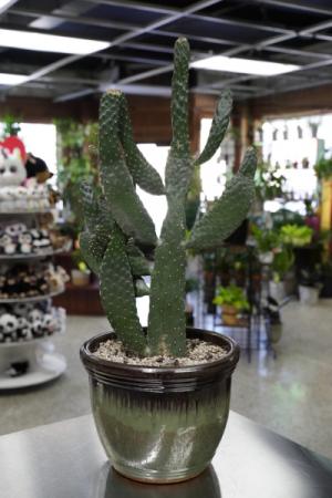 Large Cactus  Earthy Pottery  in South Milwaukee, WI | PARKWAY FLORAL INC.