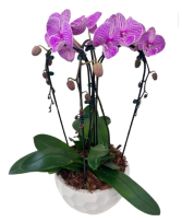 Large Cascading Orchid - Purple House Plant