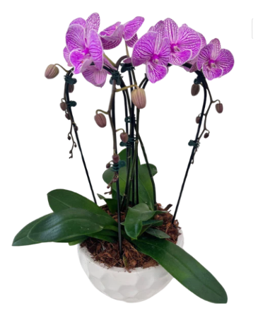 Large Cascading Orchid - Purple House Plant in Newmarket, ON | FLOWERS 'N THINGS FLOWER & GIFT SHOP