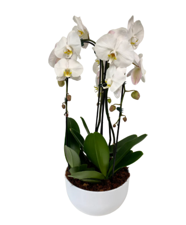 Large Cascading Orchid - White House Plant in Newmarket, ON | FLOWERS 'N THINGS FLOWER & GIFT SHOP