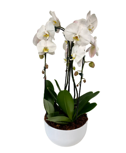 Large Cascading Orchid - White House Plant