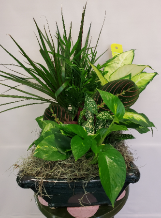 Large Ceramic Dish Garden Planter