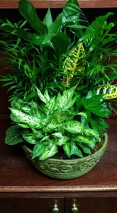 Large Ceramic Dishgarden PLANT