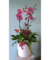 Large ceramic orchid planter 