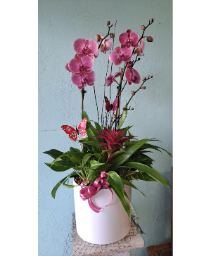 Large ceramic orchid planter 