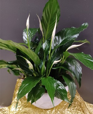Large Ceramic Peace Lily Planter 