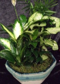 Category Image