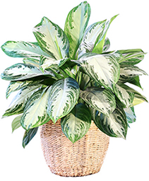 Large Chinese Evergreen House Plant