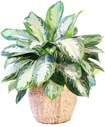 Large Chinese Evergreen House Plant in Longview, WA | Banda's Bouquets