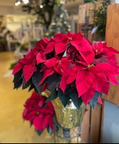 Large Christmas Poinsettia 
