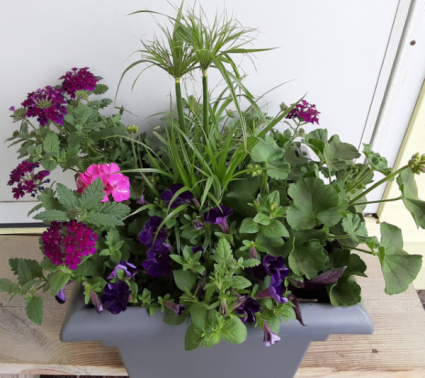large combo pot plants will vary