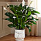Large Comfort planter Green plant