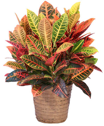 Large Croton House Plant in Wilton, NH | WORKS OF HEART FLOWERS