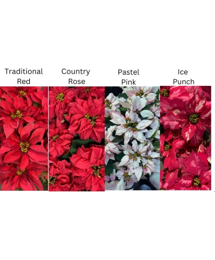 Large Designer Choice Poinsettia Plant plant 