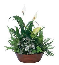 Funeral Plants & Arrangements, Funeral Dish Gardens