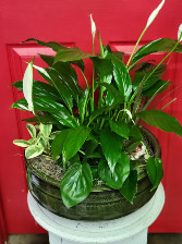 Large Dish Garden House Plant