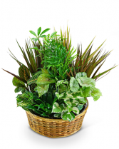 Large Basket Garden Plant