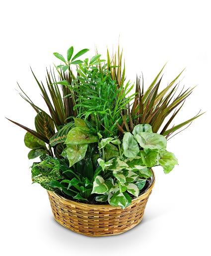 Large Dish Garden Plant