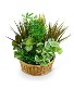 Large Dish Garden Plant