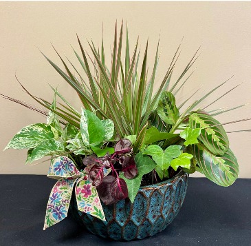 Large Dish Garden Plant arrangement in Glenwood, MN | The Flower Co.