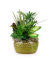 Large Dish Garden Plant- Fresh 