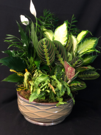 Large Euro Ceramic Dish Garden  in Forney, TX | Kim's Creations Flowers, Gifts and More