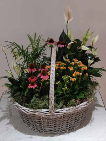 Large European Basket Plants