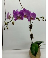 Large Flowering Orchid 