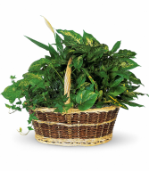 Large Garden Basket Green Plant