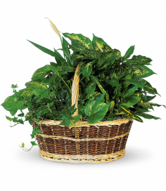 Category Image