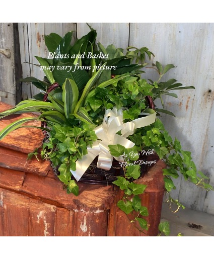 Large Garden Basket Plants