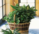 Large Garden Basket 