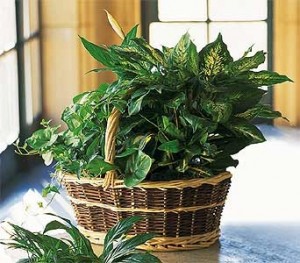 Large Garden Basket 