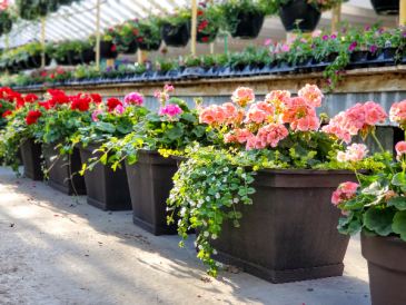 Large Geranium Porch Pot  in Warsaw, IN | ANDERSON FLORIST & GREENHOUSE