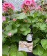 Large Geranium w/ geranium soap & oil Annuals